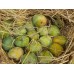 Oriental Ishad Mango Pulp - 850gms